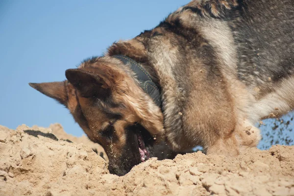 Schäferhund Spielt Sand Hund Strand Hund Gegen Den Blauen Himmel — Stockfoto