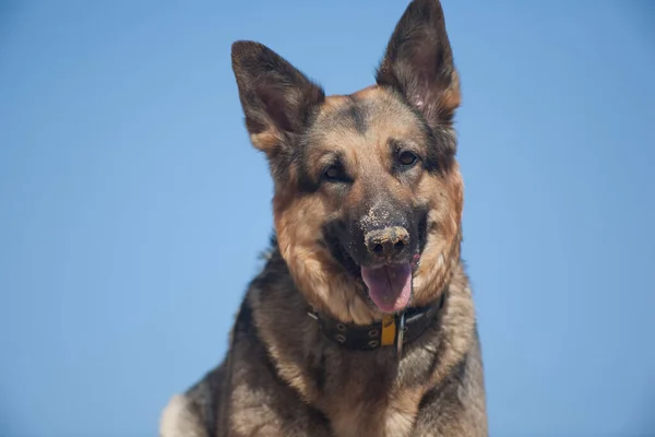 Hund Näsa Sanden Mot Blå Himmel Schäfer Mot Blå Himmel — Stockfoto