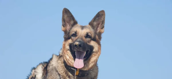Een Hondenneus Het Zand Tegen Een Blauwe Lucht Een Duitse — Stockfoto