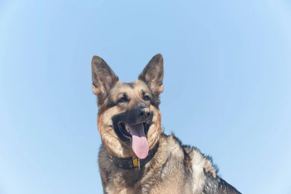 Dog Nose Sand Blue Sky German Shepherd Blue Sky — Stock Photo, Image