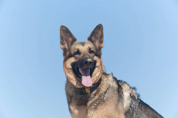 Hund Näsa Sanden Mot Blå Himmel Schäfer Mot Blå Himmel — Stockfoto