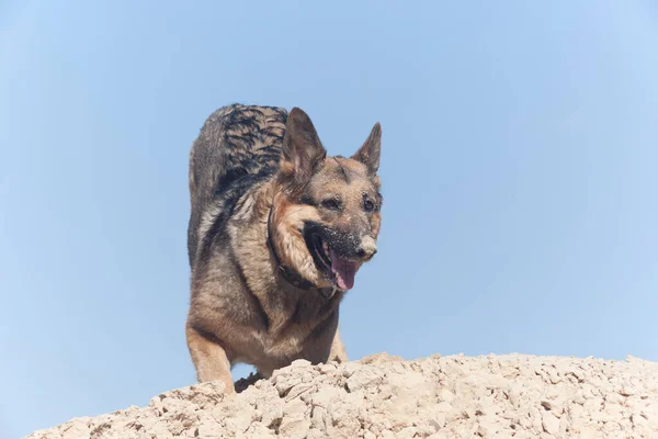 Eine Hundenase Sand Vor Blauem Himmel Ein Schäferhund Vor Blauem — Stockfoto