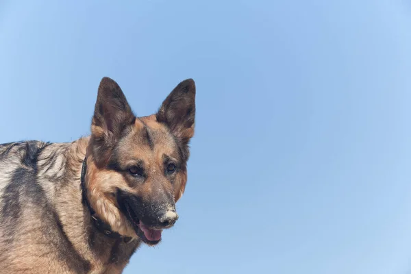 Eine Hundenase Sand Vor Blauem Himmel Ein Schäferhund Vor Blauem — Stockfoto