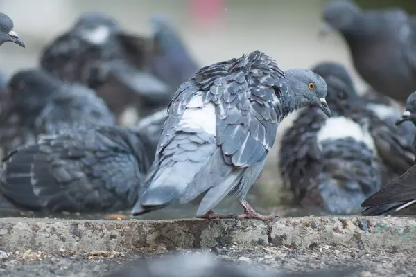 Tauben Und Pfützen Stadtvögel Baden Taubenpfütze Und Hitze Stadttaubenwasser Und — Stockfoto