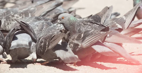 Tauben Und Pfützen Stadtvögel Baden Taubenpfütze Und Hitze Stadttaubenwasser Und — Stockfoto