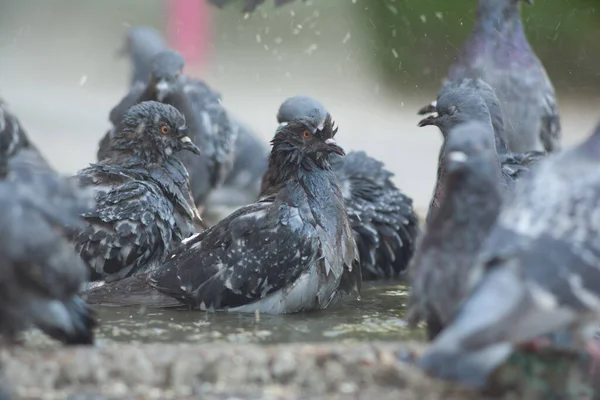 Tauben Und Pfützen Stadtvögel Baden Taubenpfütze Und Hitze Stadttaubenwasser Und — Stockfoto