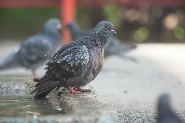 Güvercinler Birikintisi Şehir Kuşları Banyo Yapar Güvercin Birikintisi Isı Şehir — Stok fotoğraf