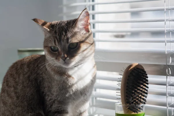 Bir Kedi Şafakla Tanışır Büyük Yeşil Gözlü Tekir Bir Kedi — Stok fotoğraf
