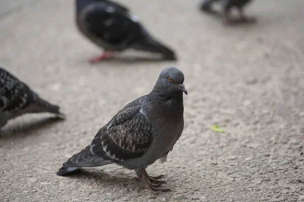 Arka Planda Kuşların Bulanık Siluetleri Olan Bir Şehir Güvercini Asfaltta — Stok fotoğraf