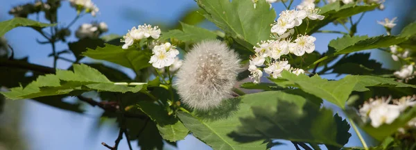 Dandelion on a tree, flowers and sky, white dandelion in the foliage and flowers of a tree on a blue sky background