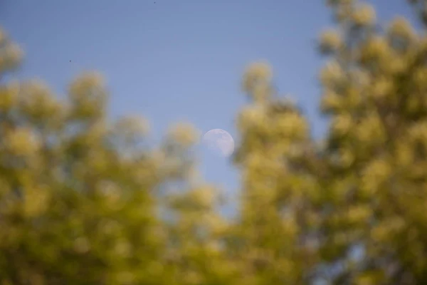 The moon in the blue sky, the rising moon in the evening sky