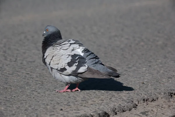 Yolda Bir Güvercin Asfaltta Bir Kuş Aydınlık Bir Günde Yolda — Stok fotoğraf
