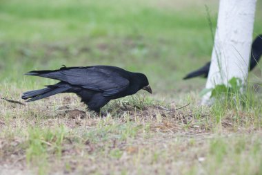 Siyah bir kuş yeşil bir çimenlikte yürüyor
