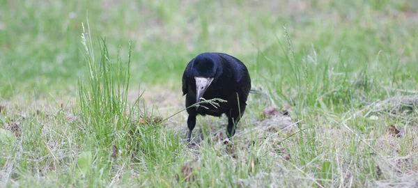一只黑鸟在绿色的草地上散步 — 图库照片
