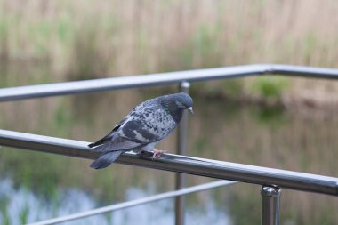 Bir güvercin parlak bir tırabzanda oturur, bir şehir kuşu şehir gölünün arka planında çelik bir korkulukta oturur.