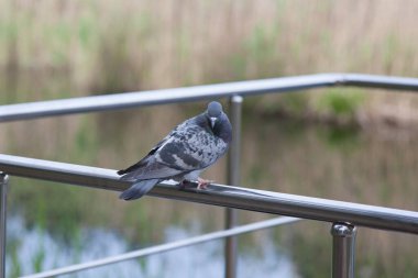 Bir güvercin parlak bir tırabzanda oturur, bir şehir kuşu şehir gölünün arka planında çelik bir korkulukta oturur.