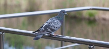 Bir güvercin parlak bir tırabzanda oturur, bir şehir kuşu şehir gölünün arka planında çelik bir korkulukta oturur.