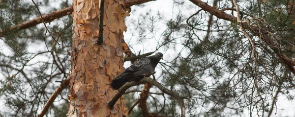 Blue Pigeon Sits Branch Pine Coniferous Tree — Stock Photo, Image
