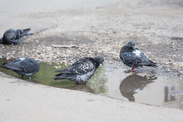 Paloma Charco Pájaro Ciudad Bañándose Charco Camino Asfalto — Foto de Stock