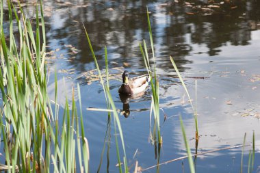 Bir ördek gölde yüzer, gökyüzünü ve bulutları yansıtır.