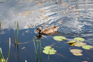 Bir ördek gölde yüzer, gökyüzünü ve bulutları yansıtır.