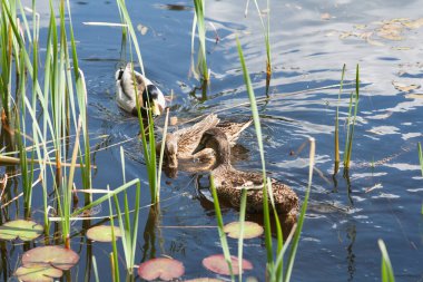 Bir ördek gölde yüzer, gökyüzünü ve bulutları yansıtır.