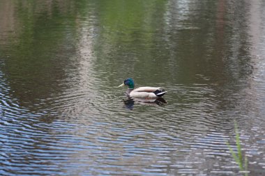 Bir ördek gölde yüzer, gökyüzünü ve bulutları yansıtır.