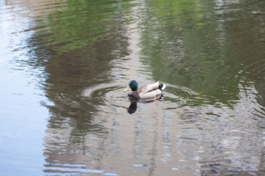 Bir ördek gölde yüzer, gökyüzünü ve bulutları yansıtır.