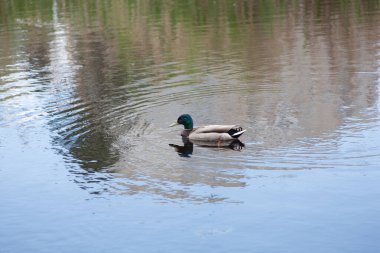 Bir ördek gölde yüzer, gökyüzünü ve bulutları yansıtır.