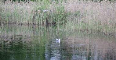 Bir ördek gölde yüzer, gökyüzünü ve bulutları yansıtır.