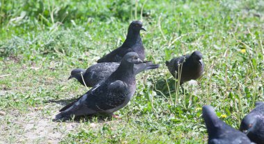 Pigeons graze in the green grass on a sunny day in summer