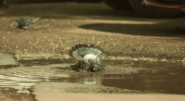 Una Paloma Charco Las Aves Bañan Charco Sobre Asfalto Caluroso — Foto de Stock