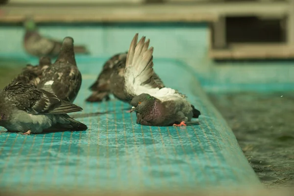 Una Paloma Una Fuente Las Aves Bañan Una Fuente Azul — Foto de Stock