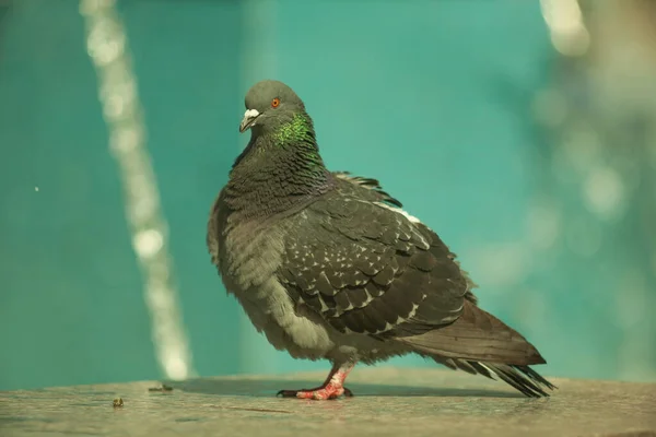 Een Duif Een Fontein Vogels Baden Een Blauwe Fontein Een — Stockfoto