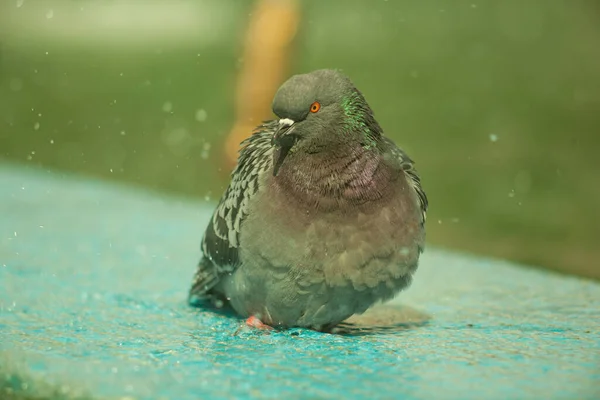 Een Duif Een Fontein Vogels Baden Een Blauwe Fontein Een — Stockfoto