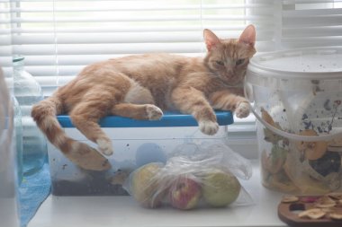Kırmızı kedi pencerede yatıyor. Sarı bir kedi camda duran bir konteynırın üzerinde duruyor..