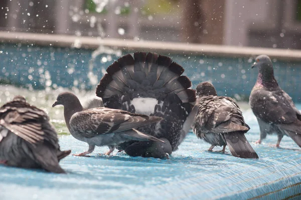Eine Taube Badet Einem Heißen Tag Einem Brunnen — Stockfoto