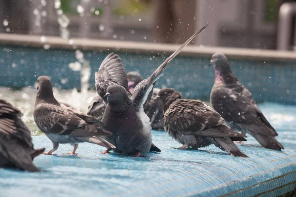 Eine Taube Badet Einem Heißen Tag Einem Brunnen — Stockfoto
