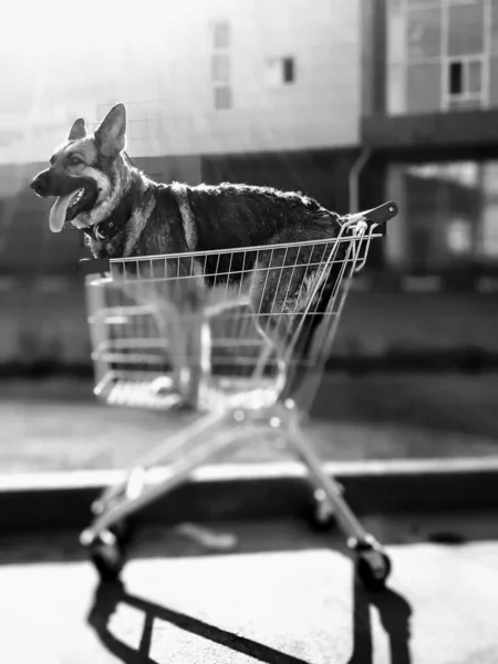 Foto Preto Branco Cão Cão Uma Cesta Cão Nos Raios — Fotografia de Stock