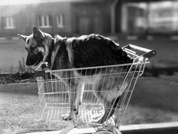 Foto Bianco Nero Cane Cane Cesto Cane Raggi Dell Alba — Foto Stock