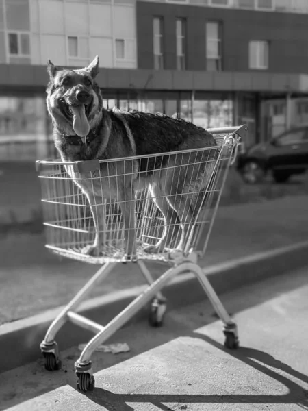 Foto Preto Branco Cão Cão Uma Cesta Cão Nos Raios — Fotografia de Stock