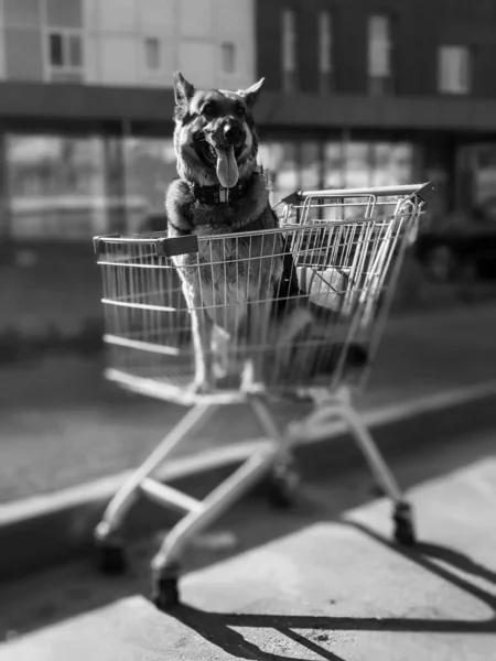 犬の白黒写真 バスケットの犬 夜明けの光線の犬 早朝の散歩中のドイツの羊飼い 犬という概念はある人の友人で — ストック写真