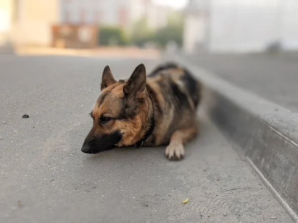清晨在城里散步的一只狗 — 图库照片