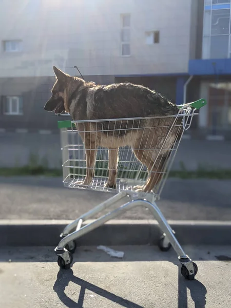 Cão Passeio Manhã Cedo Cidade — Fotografia de Stock