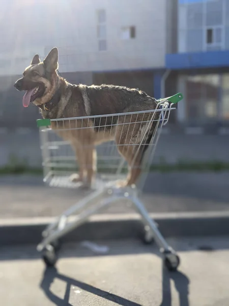 Egy Kutya Sétál Korán Reggel Városban — Stock Fotó