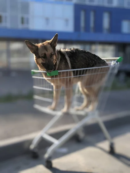 Pes Procházce Brzy Ráno Městě — Stock fotografie