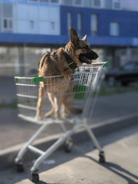 Ein Hund Beim Morgendlichen Spaziergang Der Stadt — Stockfoto