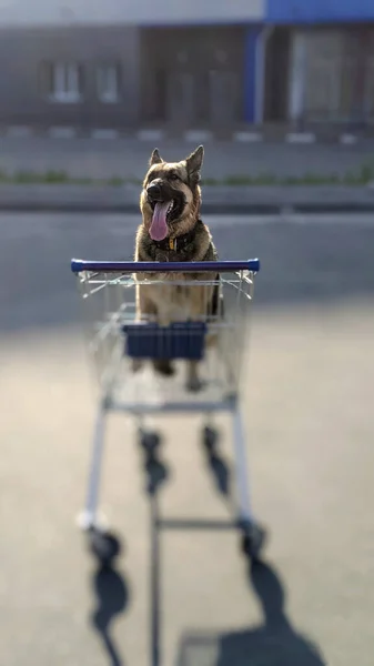 Cão Num Carrinho Compras Aos Raios Amanhecer Cão Uma Caminhada — Fotografia de Stock