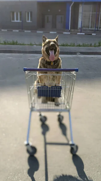 Ein Hund Einkaufswagen Morgengrauen Ein Hund Beim Morgendlichen Spaziergang — Stockfoto