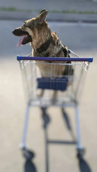 Cão Num Carrinho Compras Aos Raios Amanhecer Cão Uma Caminhada — Fotografia de Stock